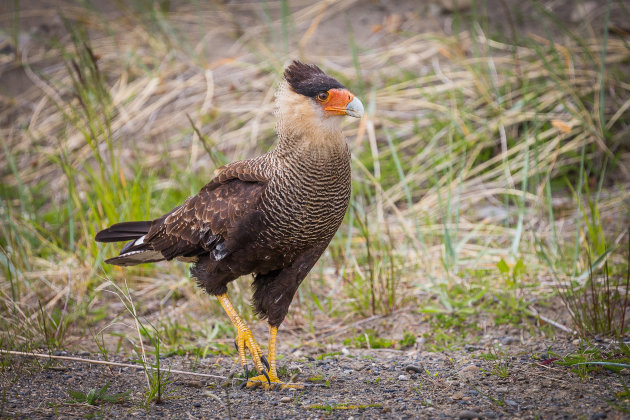 Kuifcaracara