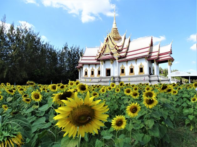 Zonnebloemen voor de Tempel.