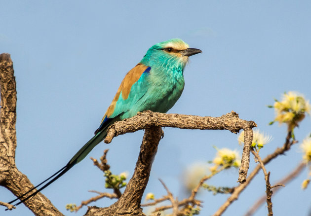 Vogels kijken