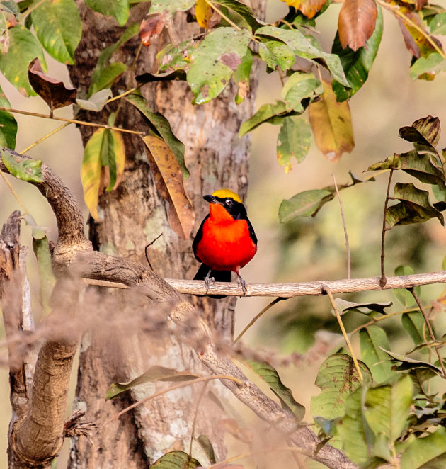 Gambia is vogelwalhalla