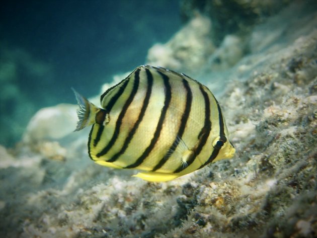 Eigth-banded butterflyfish