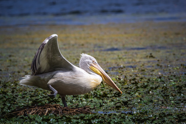 Balanceren op het nest