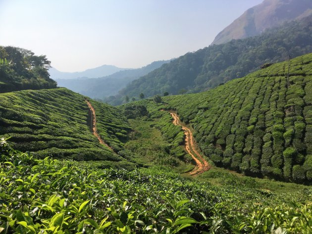 De theeplantages van Munnar