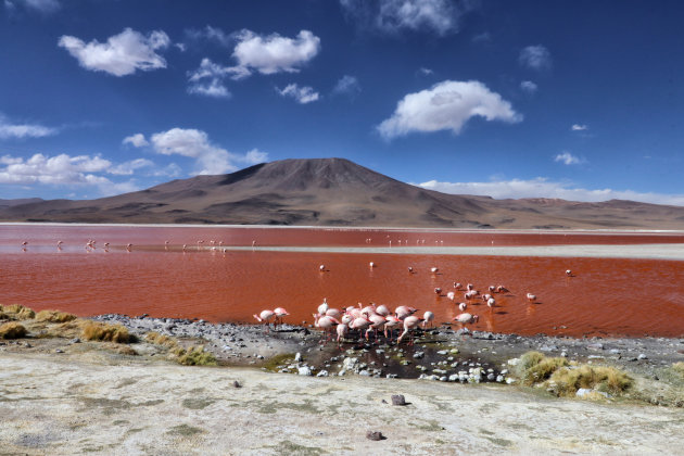 Laguna Colorada