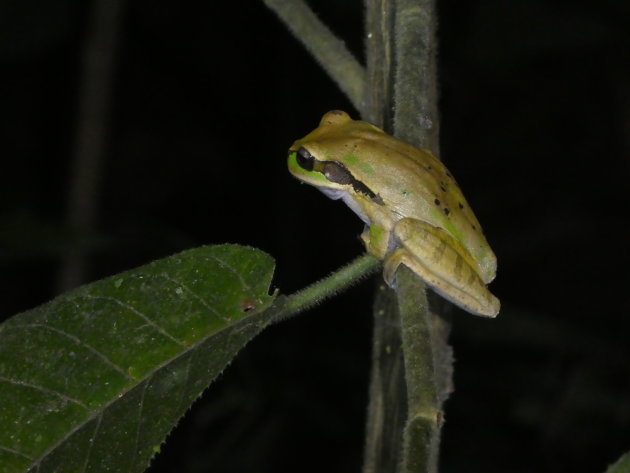 Smilisca phaeota