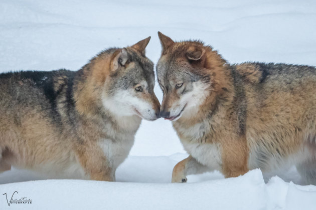 Wolves in Love