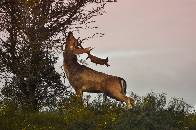 Wandelsafari in eigen land