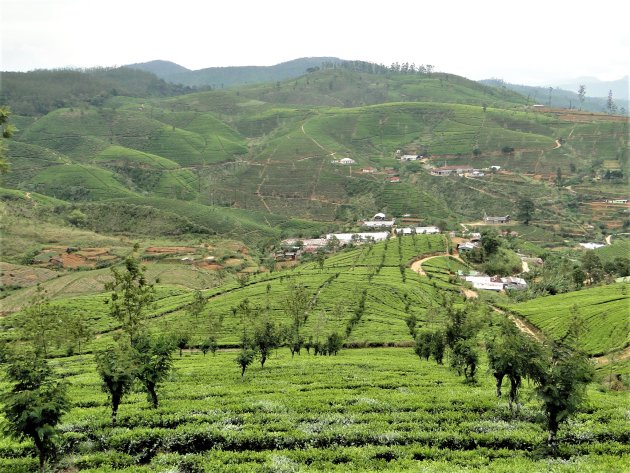 De Theetuinen van Sri Lanka.