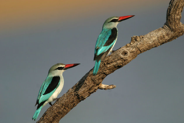 Woodland Kingfishers