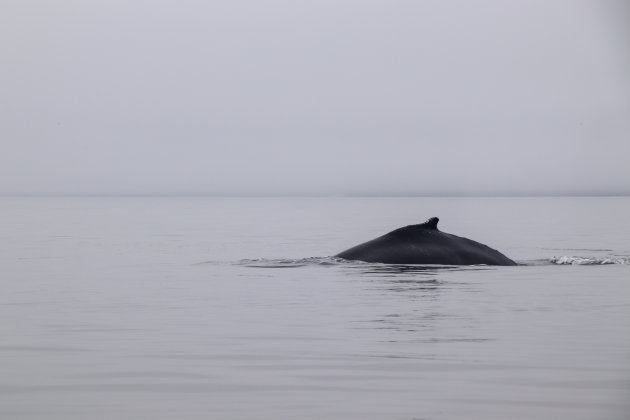 Humpback in the mist