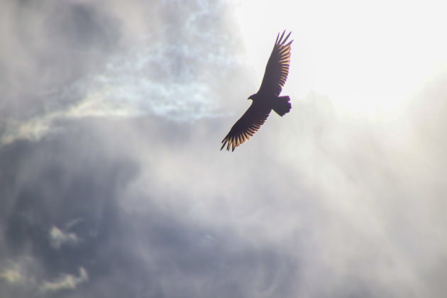 California Condor