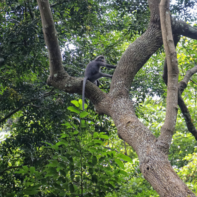 Dusky leaf monkeys