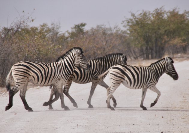 Zebra's in droog Etosha