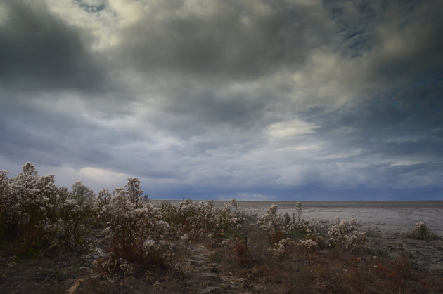 Nazomer in het  waddengebied