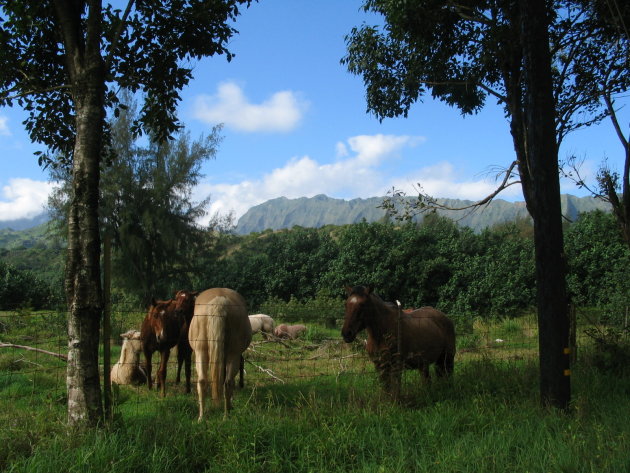 Hanalei  uitkijk op de Sleeping Giant