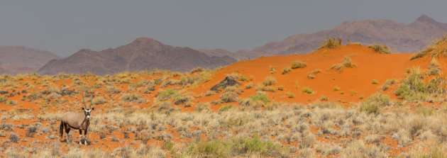 Oryx in oranje duinen