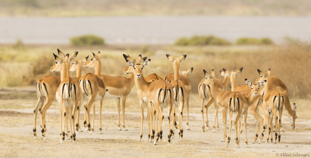 Afrika op zijn best