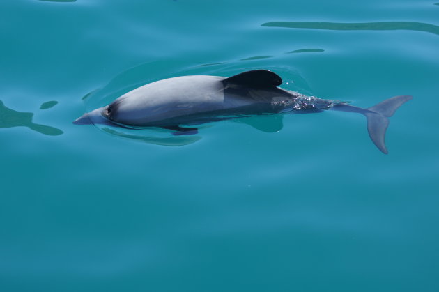 Nieuw Zeeland in de baai van Akaroa net ten westen van Christchurch. Hector dolfijnen in de baai.