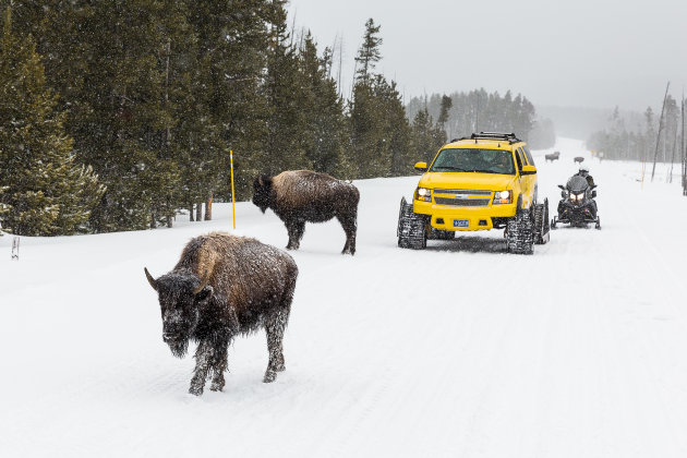 Hoe Yellowstone ontdekken in de winter