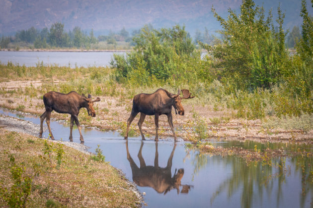 Alaska safari