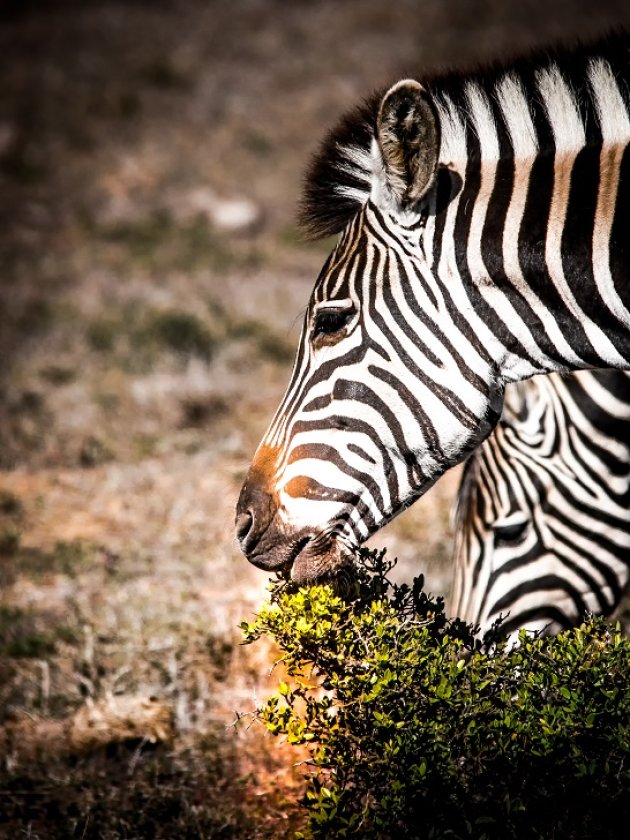 Kaapse Bergzebra