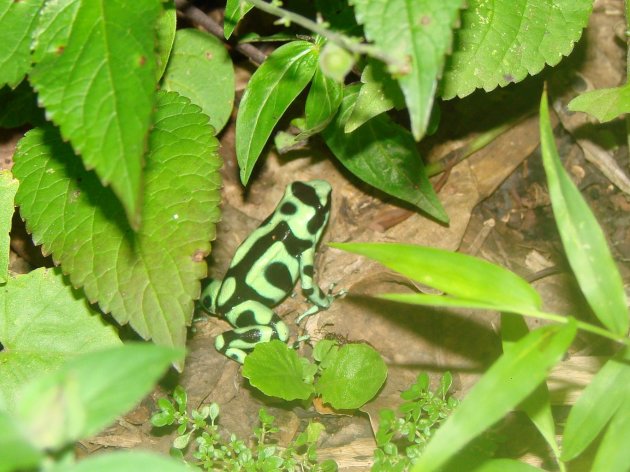 Groene gifkikker.