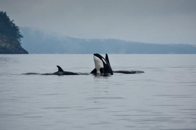 Orca's in the mist