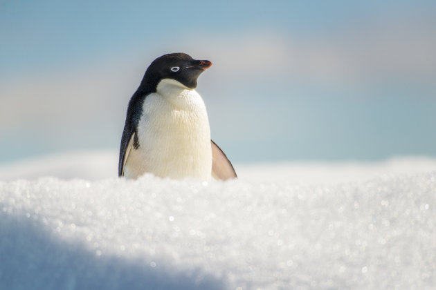 Adélie pinguin