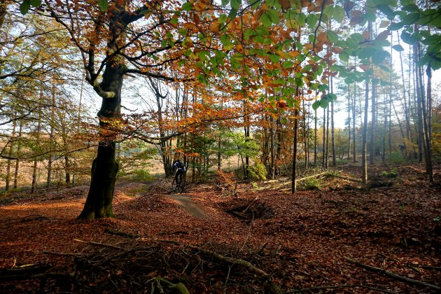 Actie(f) in het bos