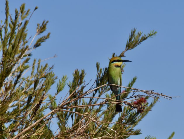 Bee-eater in Mary River NP