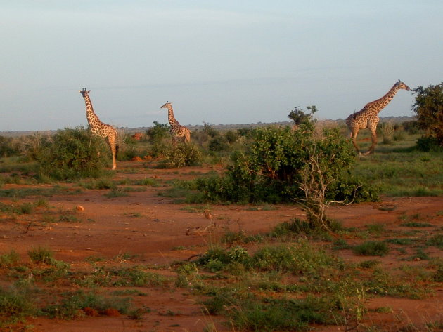 Groepje giraffen