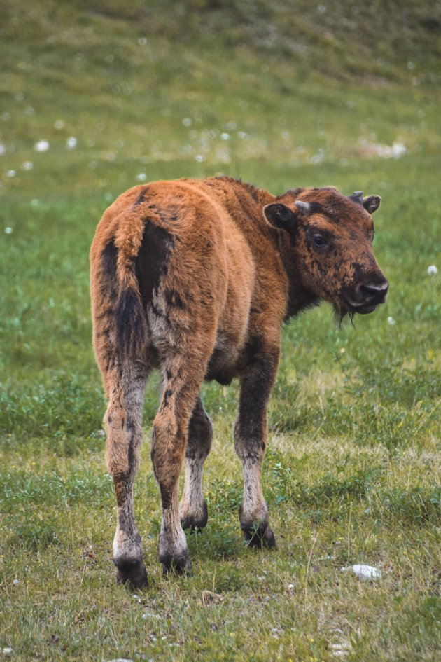 Ben jij ooit op een bizon-farm geweest?