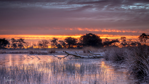 Vorst in de Maasduinen