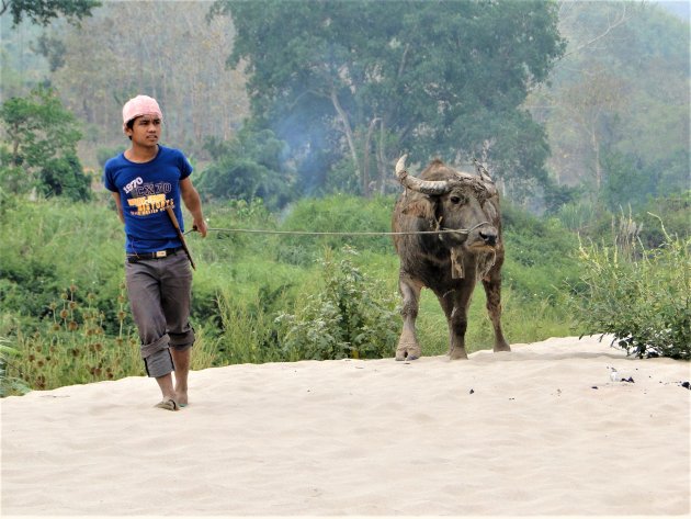 Boer met zijn buffel langs de Mekong.