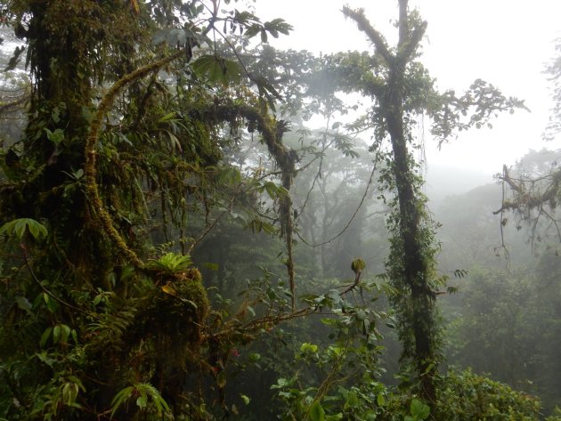 Rainforest in Costa Rica