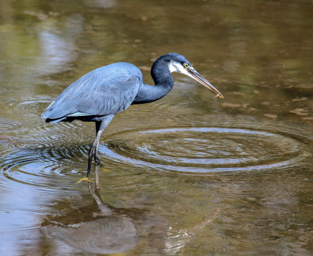 Vogels spotten