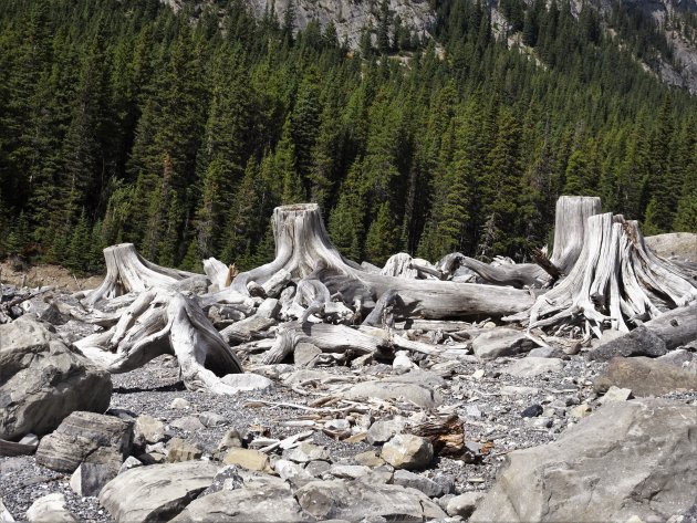 Stronken bij Kananaskis Lake