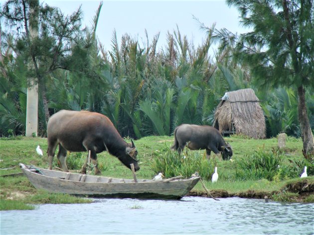 Buffels langs de waterkant.