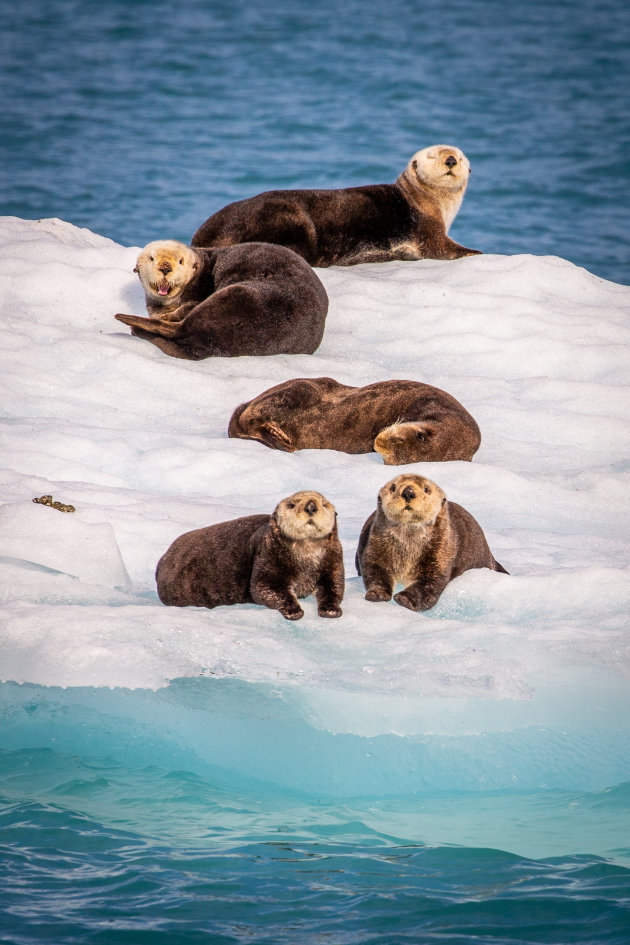 Zeeotters in de Prince William Sound