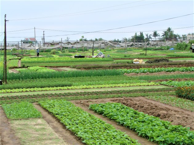 Tuinderij bij Hoi An.