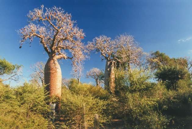 De verschillende baobabbomen