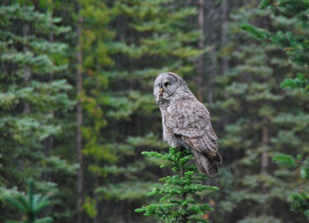 Laplanduil in de Canadese wildernis