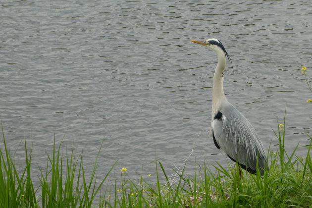 Joekel van een blauwe reiger