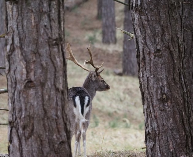 Damhert bij de Amsterdamse Waterleidingduinen