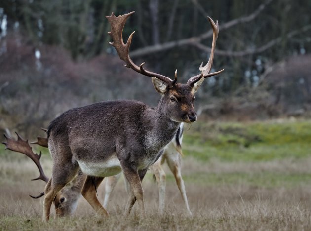 Damherten bij de Amsterdamse Waterleidingduinen