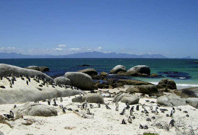 Zwartvoetpinguïns op Boulder Beach