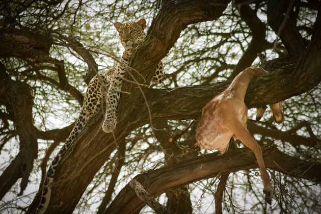 Kenia Samburu National Park