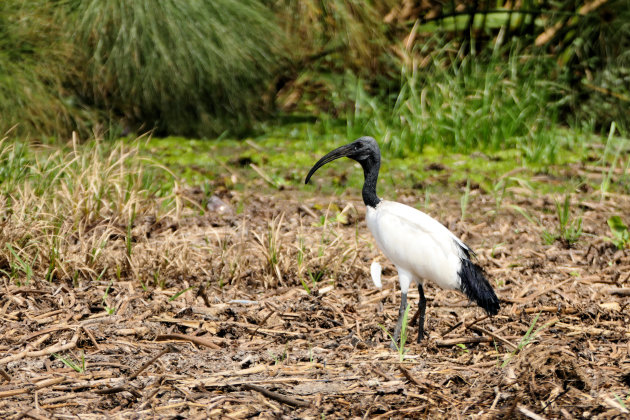 Heilige Ibis