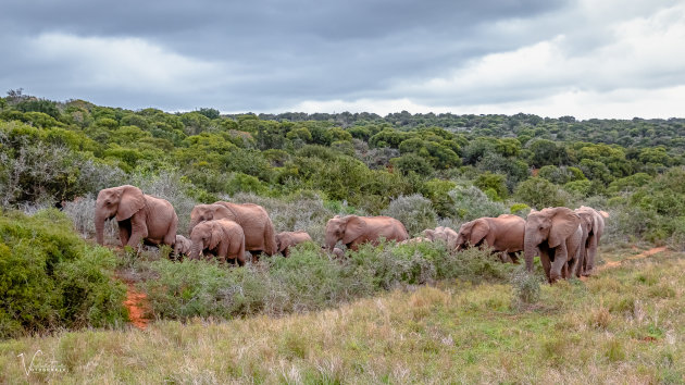 Olifanten in ADDO NP