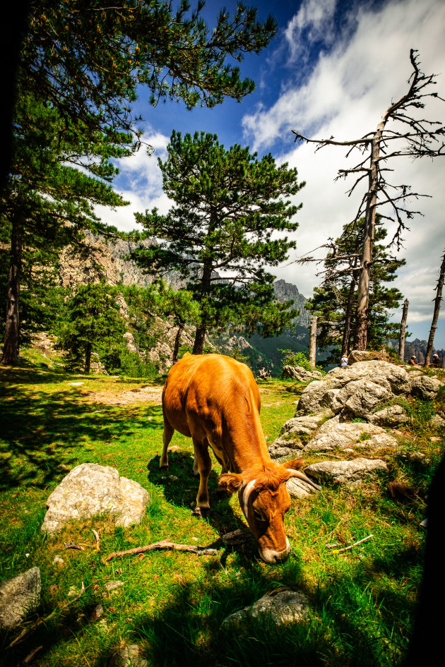 Milka koe op Corsica?